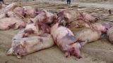 В Эстонии зарегистрирована новая вспышка африканской чумы свиней