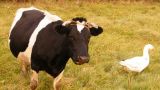 Необходимость ограничения поголовья скота в личных хозяйствах Минсельхоз объяснил «санитарными нормами»