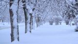 Кубань засыпало снегом: в Краснодаре рекордная высота