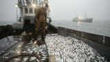 Японцы «с сожалением» отреагировали на запрет поставок рыбы в Россию