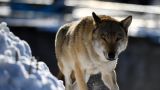 Историю о восьми застреленных волках и погибшем охотнике распространяют в Чечне
