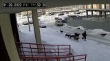 Снова бродячие собаки, теперь Уфа: школьника отбил дворник — видео