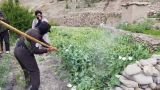 МВД талибов* рапортует об уничтожении маковых полей в шести провинциях Афганистана