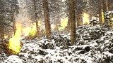 В ЛНР боевики ВСУ пытались поджечь лес, чтобы затруднить продвижение наших войск