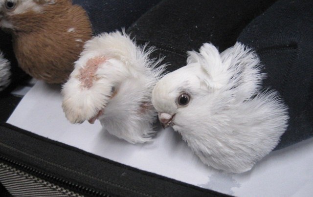 Голубиные носки: Латвия пыталась сыграть с Россией в «Бриллиантовую руку»