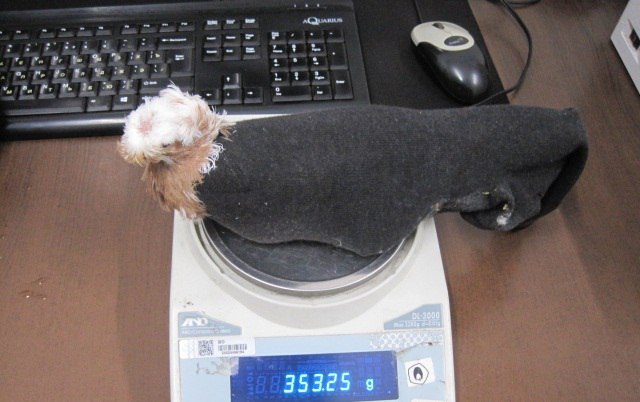 Голубиные носки: Латвия пыталась сыграть с Россией в «Бриллиантовую руку»