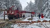 Снег повалил тысячи деревьев в Свердловской области: десятки тысяч людей без света