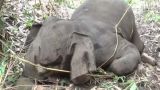 В Индии от удара молнии погибло 18 диких слонов — очевидцы