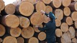 Вывоз леса из России станет полностью прозрачным для таможенного контроля
