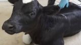 На Кубани впервые успешно клонировали корову