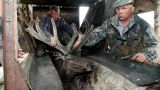 В оленеводческих хозяйствах Алтайского края начался сезон срезки пантов