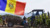 «Спасти фермера Стефанко»: правительство Санду добивает аграриев и торгует землей