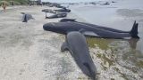 Более 400 китов выбросились на берег в Новой Зеландии: спасли 100