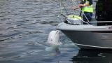 A "spy whale from Russia" was found dead in Norway