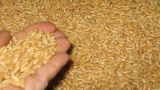 США второй раз отправили в Сирию непригодные семена пшеницы
