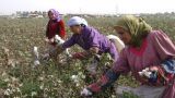 Более тысячи гектаров посевов хлопка погибло из-за засухи в Таджикистане