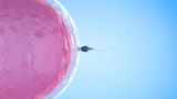 Ученые научились создавать в лаборатории яйцеклетки и сперму — родители не нужны