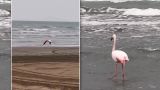 Фламинго прилетели в Азербайджан — видео
