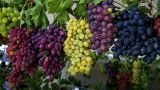 Узбекистан и Россия совместно выведут новые сорта винограда