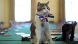 Новый премьер Великобритании привезет коту Ларри соседку