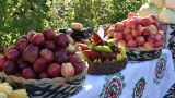 Фермеры Хатлонской области Таджикистана бьют рекорды по производству овощей и фруктов