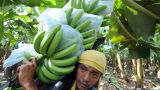 Россия добавила Эквадору по бананам: найдена замена американскому прислужнику