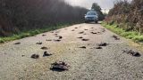 Сотни мертвых птиц найдены на дороге в Великобритании