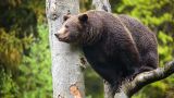 В Комсомольске-на-Амуре медведь вскрыл могилу и забрал тело