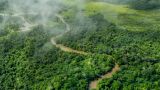 Тропические леса Африки перестали поглощать углекислый газ