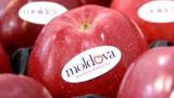 Экспорт в Россию молдавской плодоовощной продукции вновь под угрозой