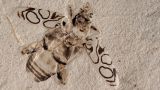 Как вчера умер: в музее США случайно наткнулись на жука, обитавшего 50 млн лет назад