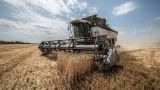 Белоруссия ввела запрет на вывоз зерна, но на России это не отразится