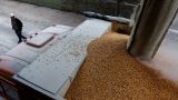Минсельхоз Турции заявил о готовности отправить зерно из России нуждающимся странам