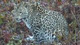В Абхазии пока не нашли следов леопарда, об убийстве которого сообщил WWF