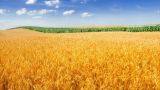 В Киргизии почти половина семян зерновых не соответствует стандартам