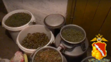 В Воронеже женщина продавала марихуану в стаканчиках — как семечки