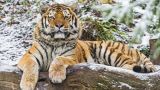 Путин: Казахстан может вернуть тигров в Центральную Азию
