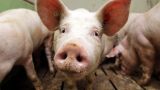 Россия временно запретила поставки свинины из Румынии