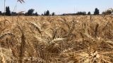 Египет приобретёт 350 000 тонн пшеницы в странах Европы