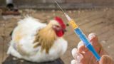 В центре «Вектор» начинают разрабатывать вакцину от птичьего гриппа H5N8