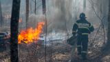 Более 50 лесных пожаров потушено за сутки в России