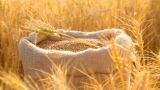 Житница: в этом году на Украине соберут вдвое меньше пшеницы, чем в 2021-м