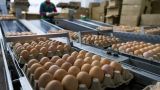 Что объединяет куриные яйца и дизель: правительство рассматривает новый запрет