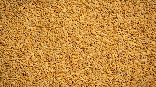 The corridor promised by Lithuania for Ukrainian grain has quietly died — Baltnews