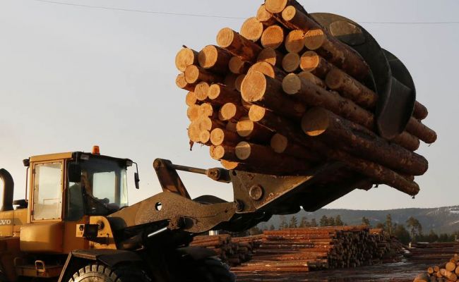 Путин потребовал очистить лесную отрасль от криминальных схем
