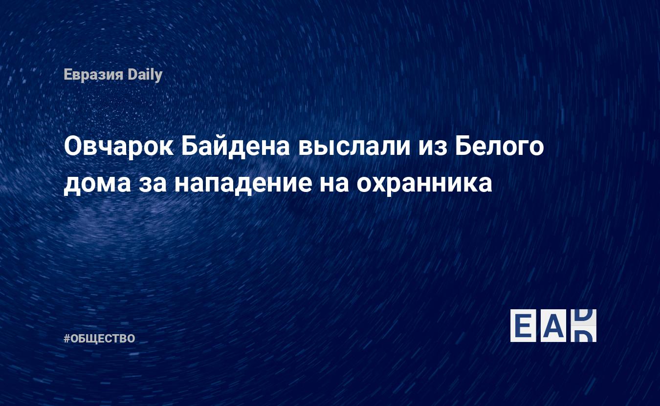 Овчарок Байдена выслали из Белого дома за нападение на охранника — EADaily,  9 марта 2021 — Общество. Новости, Новости США