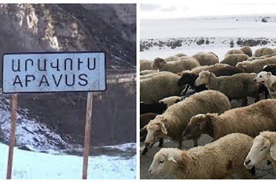 Овцы перешли все границы: Минобороны Армении опровергло диверсионное проникновение